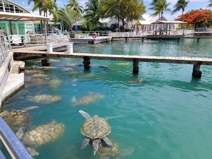 picture of turtles in pool