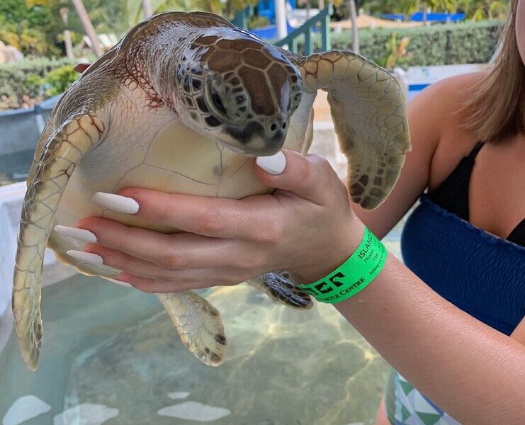picture of a girl holding a baby turtle