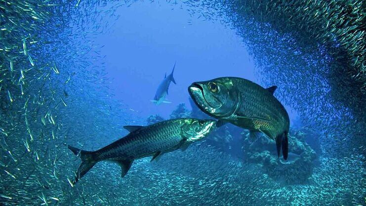 image of three tarpon together