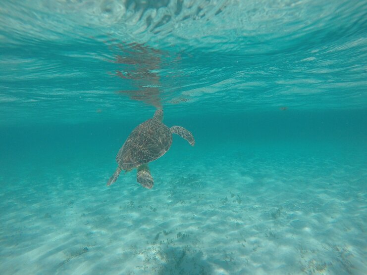 picture of a turtle in the sea