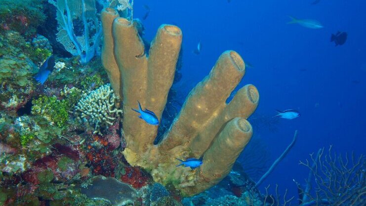 picture of coral