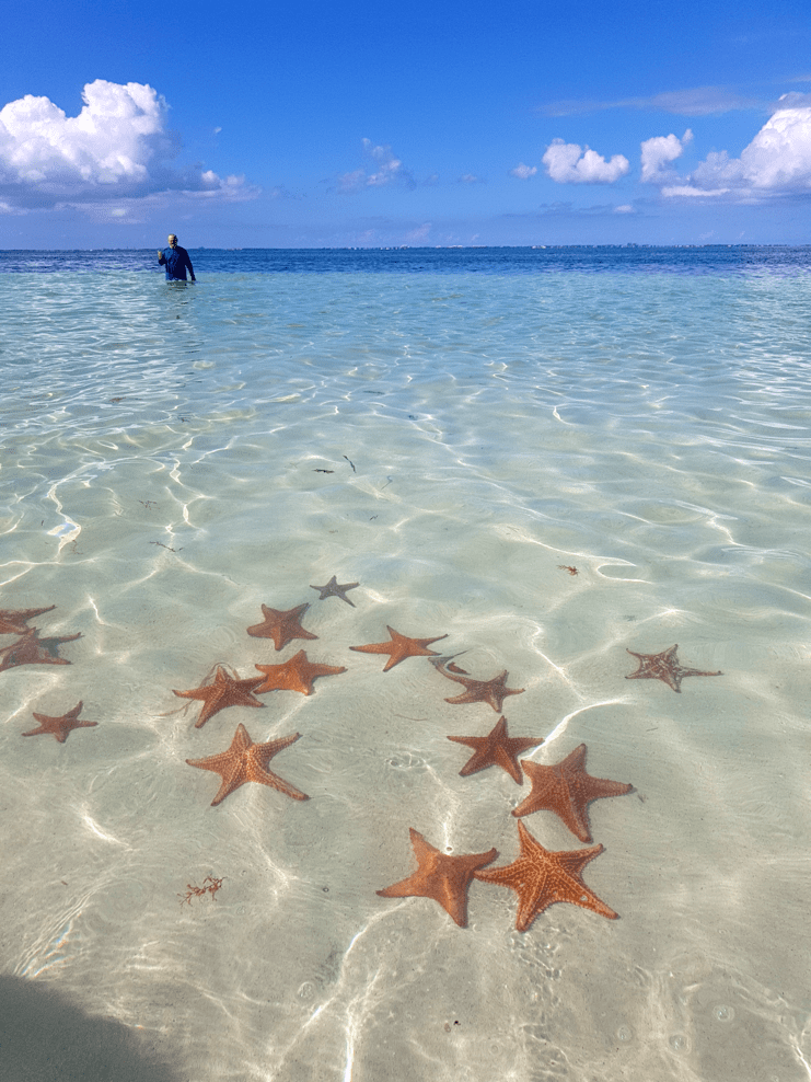 pictures of starfish in shallow water