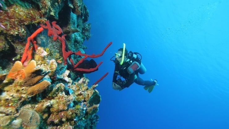 picture of diver at bloody bay wall