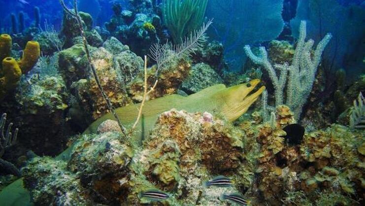 picture of an eel