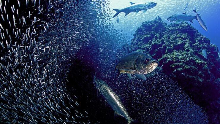 picture of tarpon