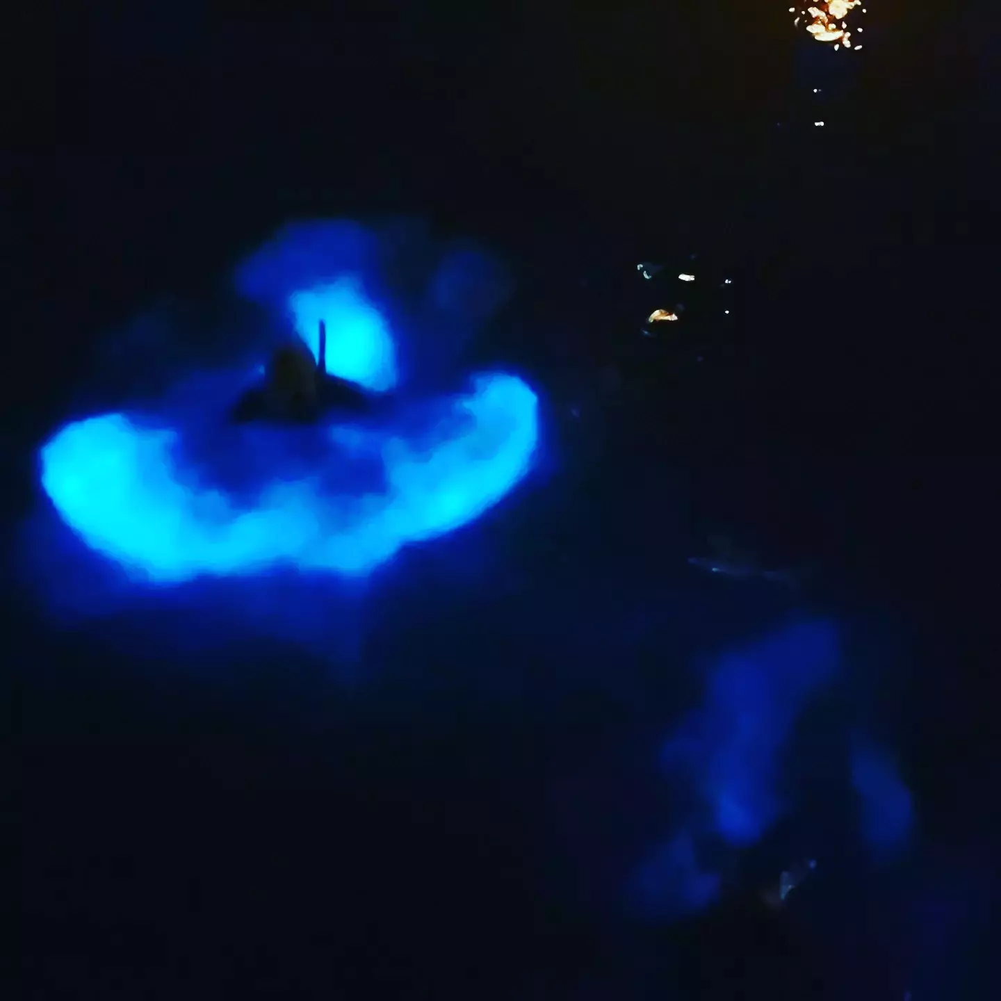 picture of person swimming in the bio bay