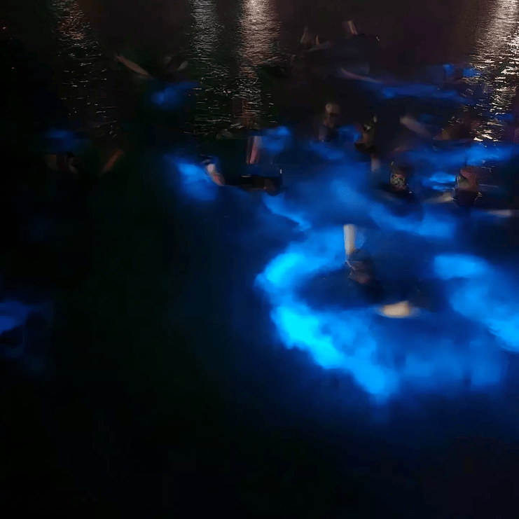 image showing people swimming in the bio bay