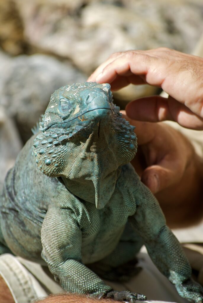 Endangered Grand Cayman blue iguana (Cyclura lewisi) at the Queen Elizabeth II Botanic Park