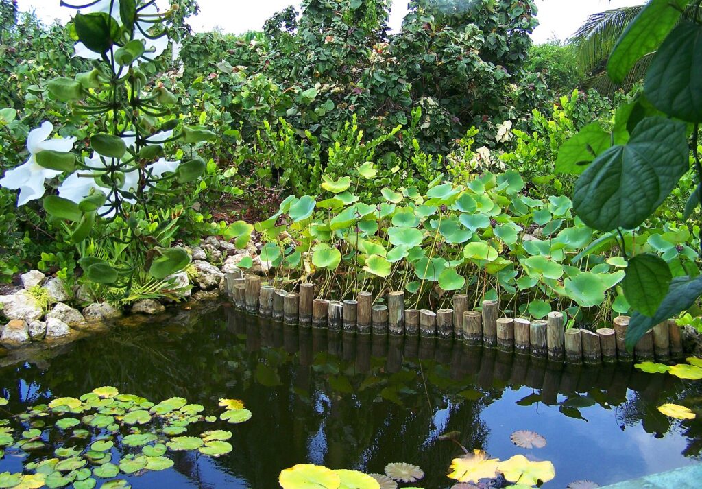 Lily pond at the Queen Elizabeth II Botanic Park in North Side, Grand Cayman